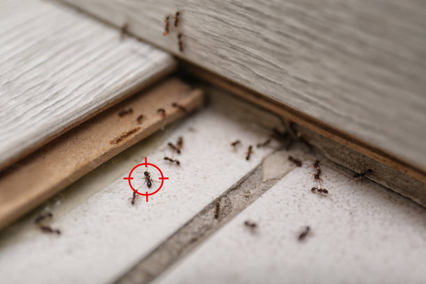 Best Pest Removal Services  in Gap, PA